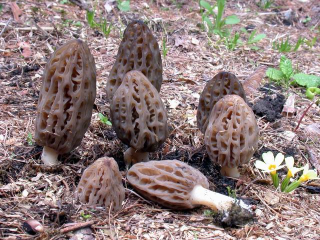  Image name: Morchella_rotunda5.jpg 
 width: 640 pixel 
 height: 480 pixel 
 Size: 117582 bytes 
 Click to enlarge 